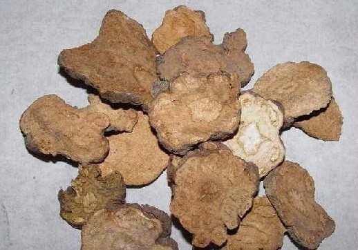 首乌属蓼科多年生藤蔓草木植物,具粗壮块状根茎,叶卵状心形,秋天开花