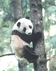 卧龙自然保护区图片