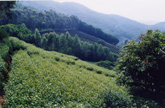 雁南飞茶田图片