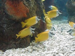 圣亚海洋世界图片