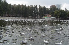 翠湖公园 2