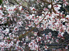 林芝桃花沟图片