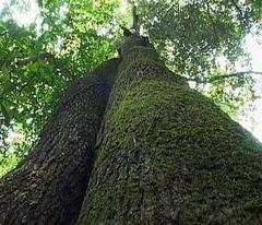 建瓯万木林自然保护区2