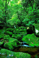 十万大山国家森林公园图片