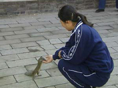 松鼠公园图片