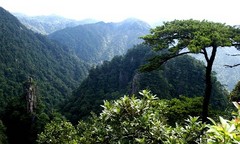 莽山森林公园图片