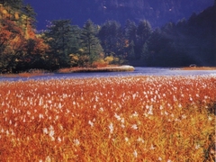 芦苇海图片