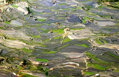 元阳图片