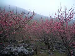 桃花谷自然风景区图片