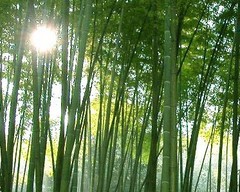 五峰山森林公园图片