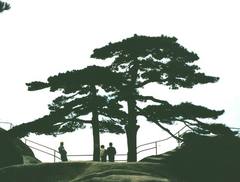 陪客松1