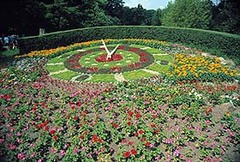 大花钟 大花钟`
