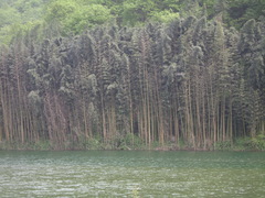 康县阳坝图片
