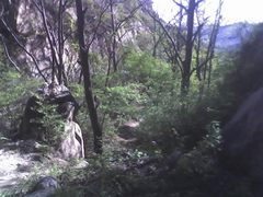 莲花山森林公园图片