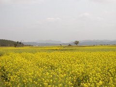 黄阳界图片