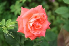 小红花
