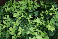 植物
