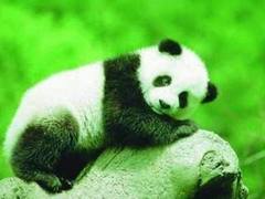 大熊猫繁育研究基地图片