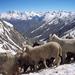 马那里 亚洲 印度 roundtheworld.1119905580.01_goats_on_kugti 马那里 亚洲 印度 roundtheworld.1119905580.01_goats_on_kugti