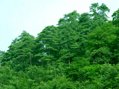 紫柏山图片