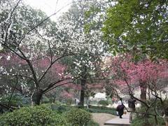 梅列瑞云山图片