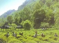 蒙顶山图片