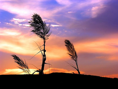 %5Bwallcoo_com%5D_1600x1200_Vista_wallpaper_vplants11_001