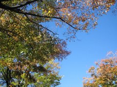 东京代代木公园图片