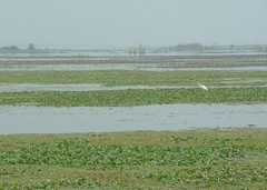 东平湖图片
