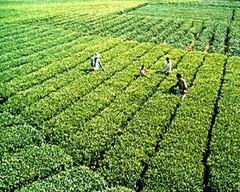 茶园图片