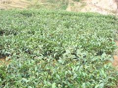 茶园图片