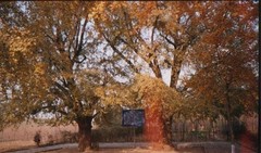 盘县古银杏风景名胜区图片