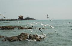 碧海浴场图片