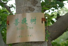 菩提岛图片