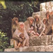 南湾猴岛