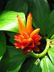 植物园2