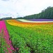 北海道