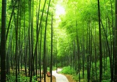 溧阳市天目湖南山竹海景区图片