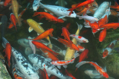 老虎滩海洋公园图片
