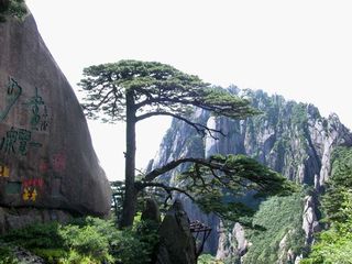 迎客松