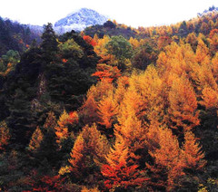 四姑娘山图片
