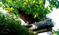 寄畅园图片