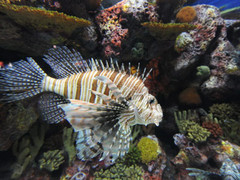上海海洋水族馆图片