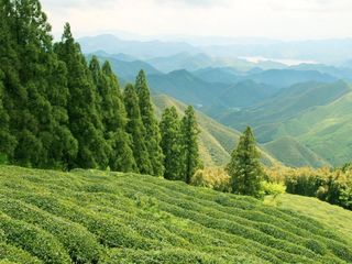 莫干山