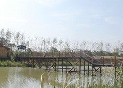 溱湖湿地图片