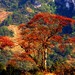 金佛山风景区