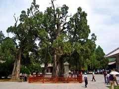 轩辕皇帝手植柏