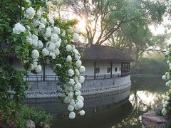 红梅公园图片
