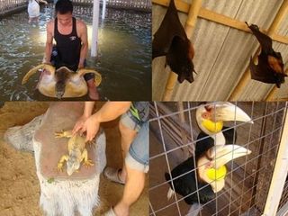 海龟岛的珍奇异兽
