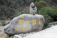 猴岛图片